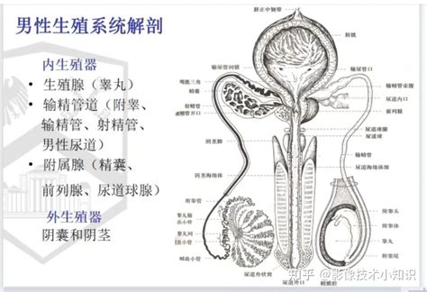 生殖器の構造